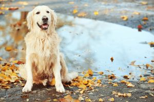 Leaves a hazard for slips and falls Hertvik Insurance Group Medina OH